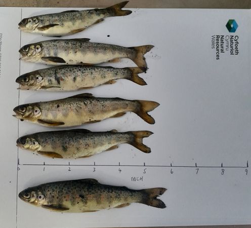Six dead salmon parr measured between four and six inches long Six dead salmon parr measured between four and six inches long