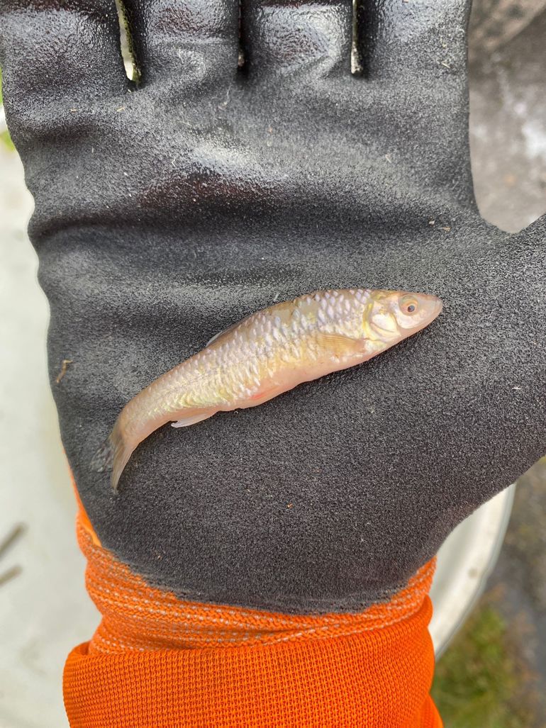 Topmouth gudgeon Topmouth gudgeon