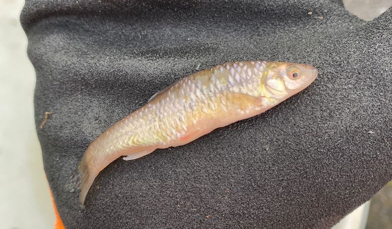 Welsh Native Fish Natural Resources Wales / Native fish introduced to control invasive ...