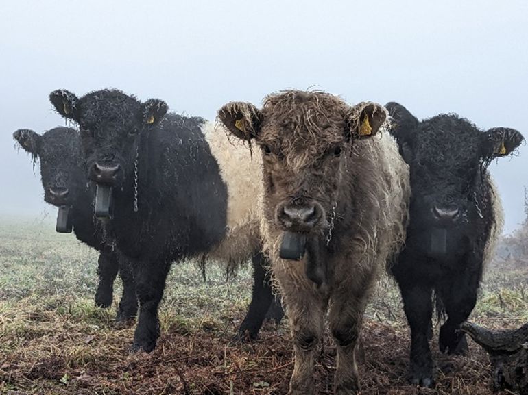 Four Belted Galloway cattle standing in a field Four Belted Galloway cattle standing in a field