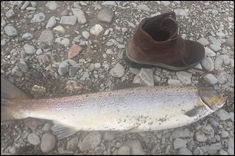 Salmon caught illegally Salmon caught illegally