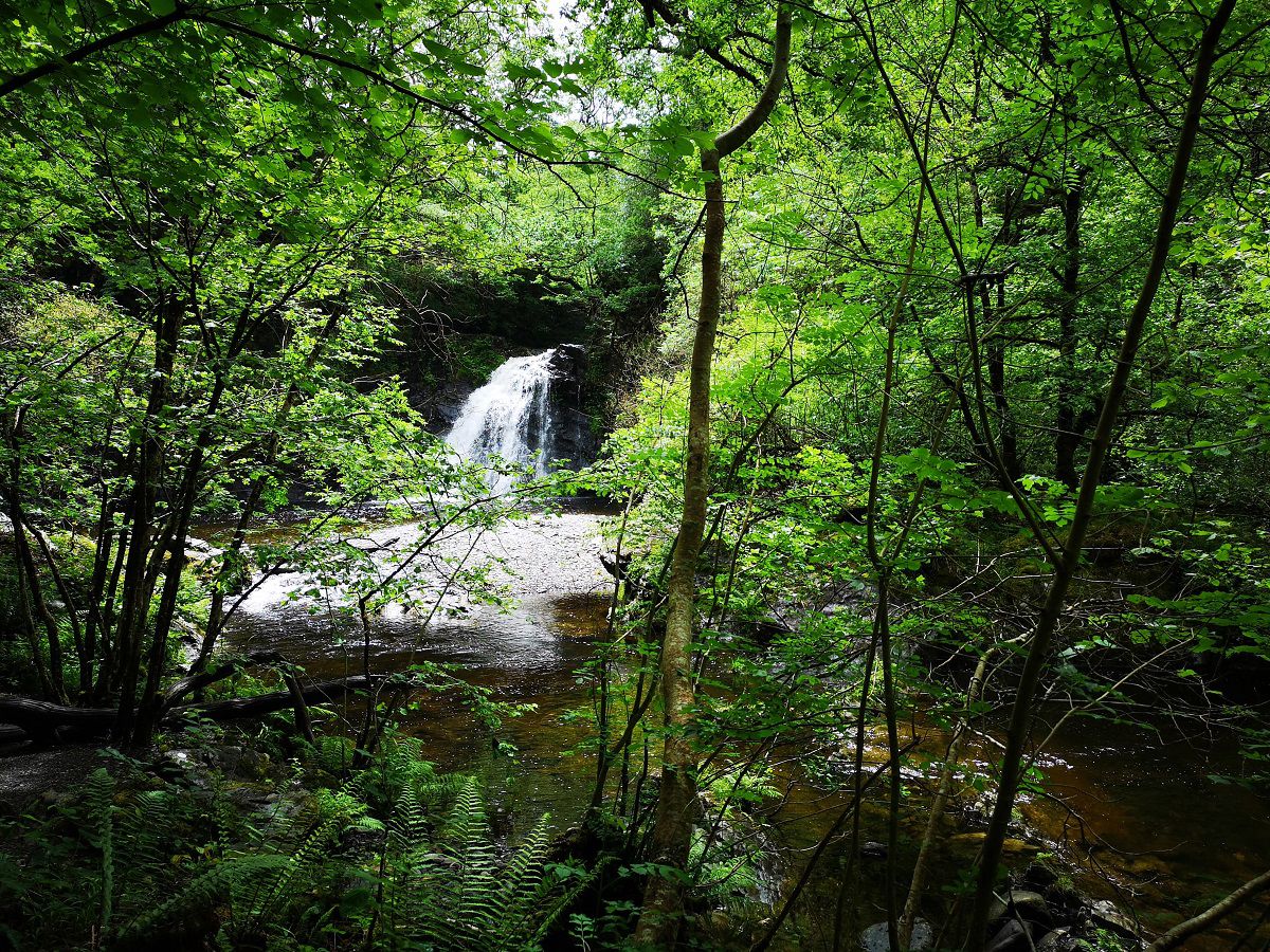 Natural Resources Wales Gwydir Forest Park Ty n Llwyn Near Betws y natural-resources-wales-gwydir-forest-park-ty-n-llwyn-near-betws-y