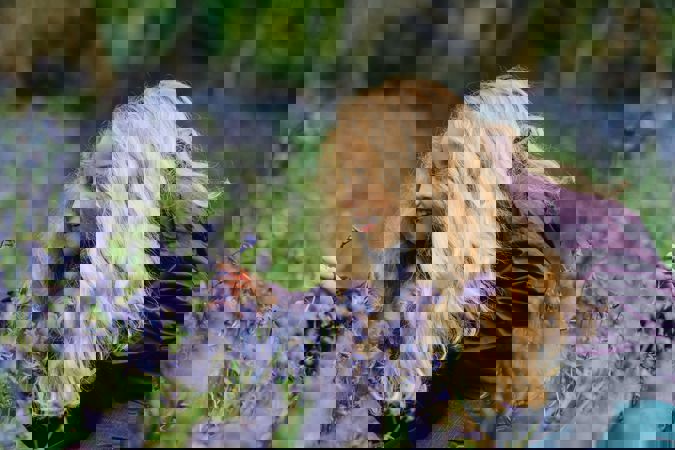 Girl looking at a bluebell in the woods Girl looking at a bluebell in the woods