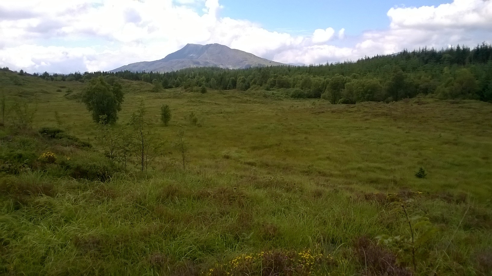 A wide grassy moorland with scattered small trees and shrubs, set against a backdrop of a forested hillside. A tall, rounded mountain rises in the distance under a bright sky with scattered clouds