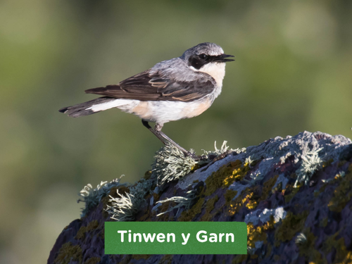 Tinwen y Garn