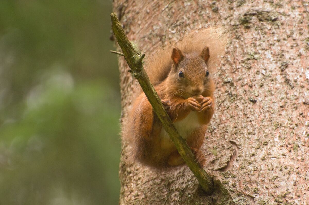 A red squirrel on a branch