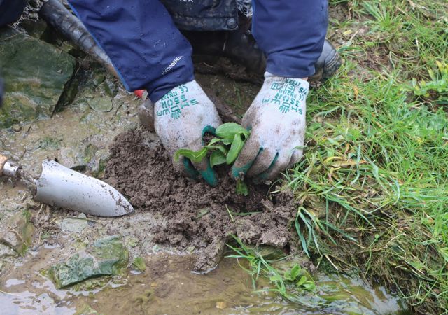 Shore Dock being planted in wet ground by a person wearing gloves Shore Dock being planted in wet ground by a person wearing gloves