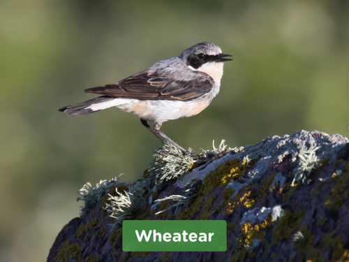 Wheatear