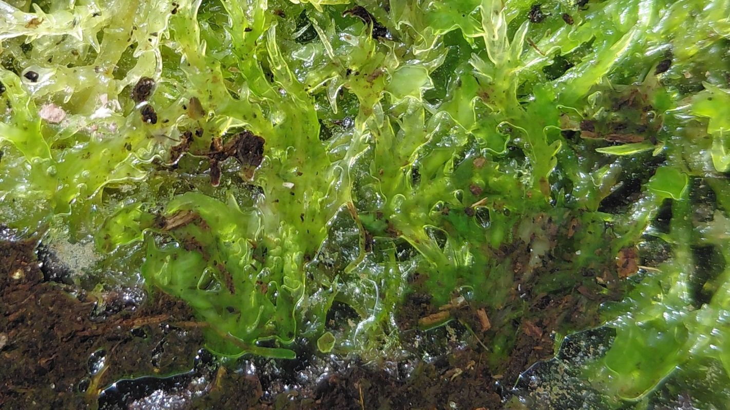 Sphagnum moss absorbs water, keeping our landscape spongy and wet, which in turn could help mitigate against the risks of flooding and fire-spread.