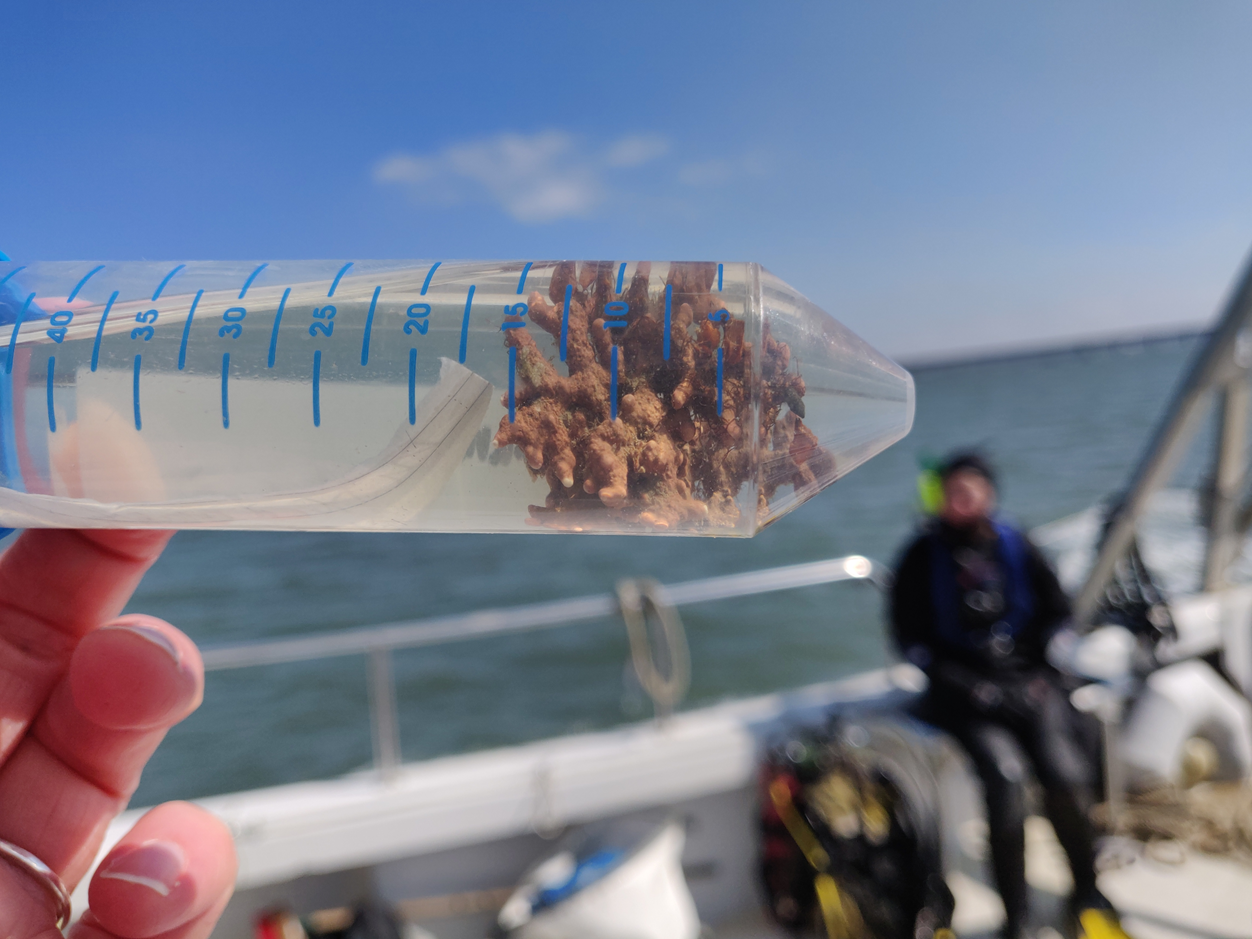 Sampl newydd gasglwyd o fearl mewn tiwb clir yn cael ei ddal mewn cwch ar y mor