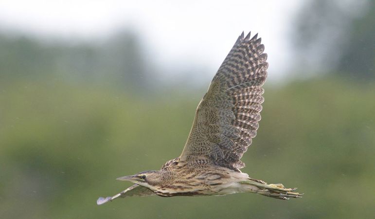 Bittern At Newport Wetland Nature Reserve - Image credit Darryl Spittle Bittern At Newport Wetland Nature Reserve - Image credit Darryl Spittle