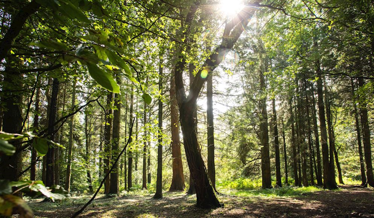 Sunlight coming through trees at Wentwood forest Sunlight coming through trees at Wentwood forest