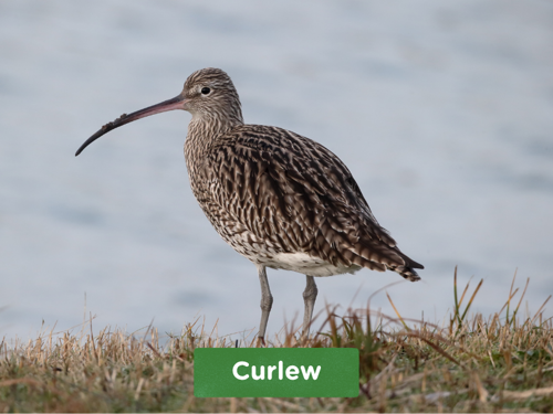 Curlew