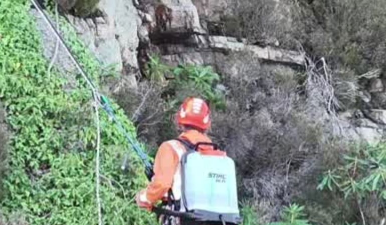 Dringiwr yn hongian ar raff yn trin rhododendron ar glogwyn