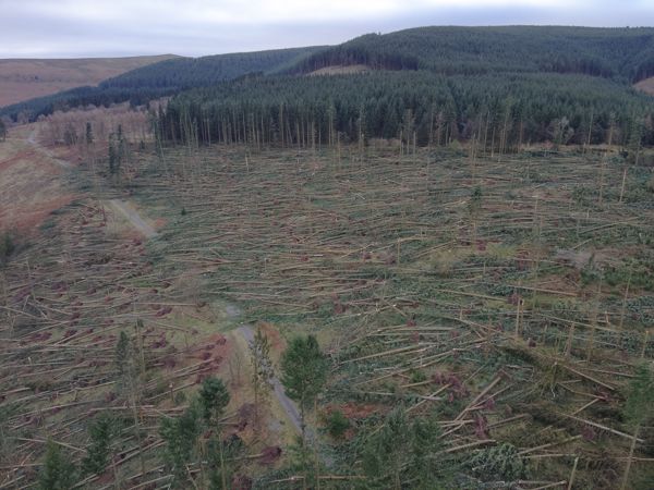 A large area of winblown trees, Mynydd Du forest near Crickhowell A large area of winblown trees, Mynydd Du forest near Crickhowell