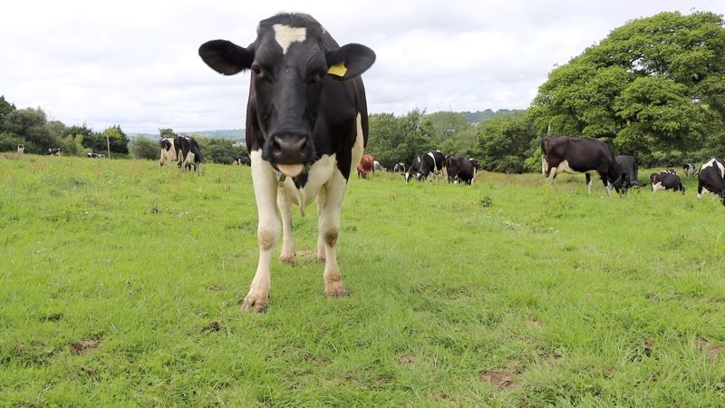 cow cow