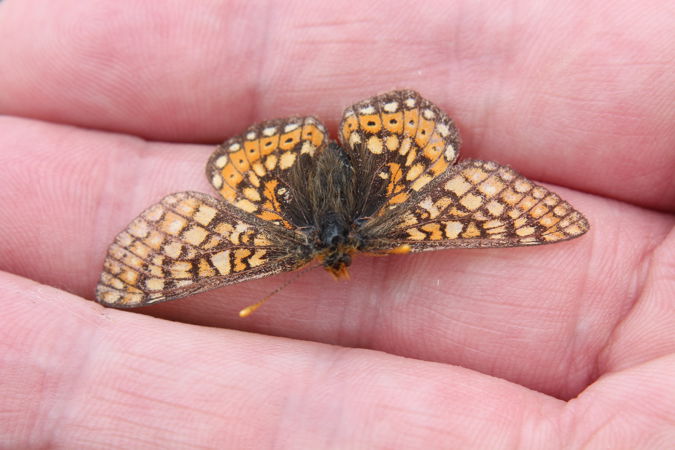 A Marsh Fritillary Butterfly on a person's flat hand A Marsh Fritillary Butterfly on a person's flat hand