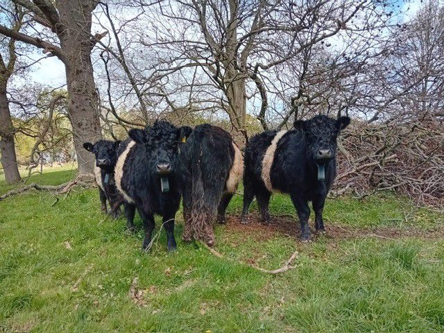 Four Belted Galloway cattle standing in a field with trees behind them Four Belted Galloway cattle standing in a field with trees behind them