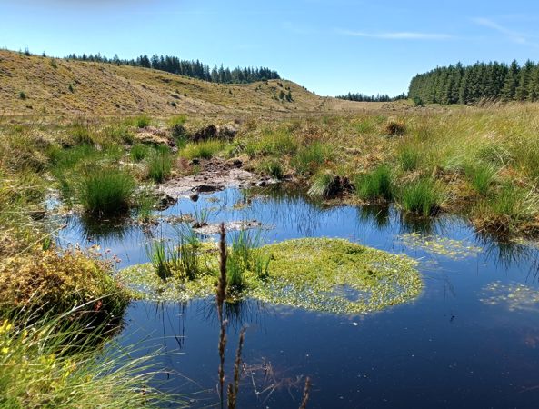 restored peatland showing pool of blue water and sphagnum moss recolonising on the surface, with woodland beyond hill in background. restored peatland showing pool of blue water and sphagnum moss recolonising on the surface, with woodland beyond hill in background.