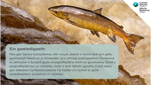 Llun o euog yn neidio a capsiwn gyda ein gweledigaeth Pysgodfeydd sy’n Wydn o ran Hinsawdd
