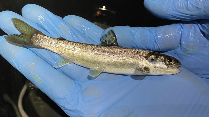 Salmon smolt Salmon smolt