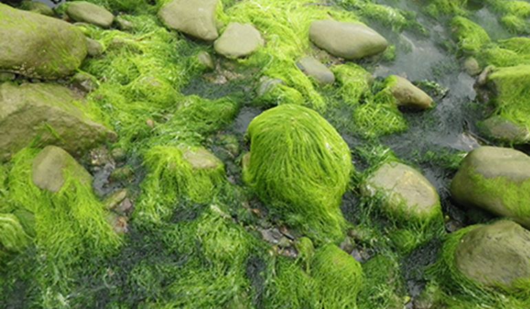 algae covered boulders in porth neigw l- copyright nova mieszkowska