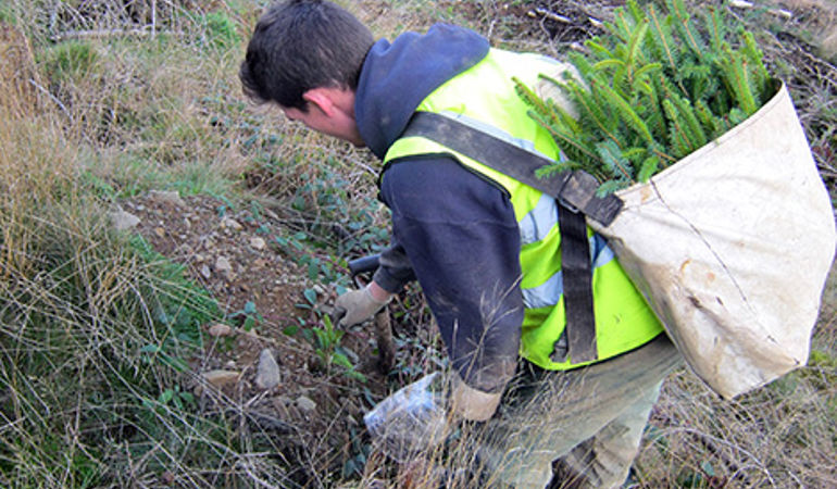 Man planting trees at Gethin Woods Man planting trees at Gethin Woods