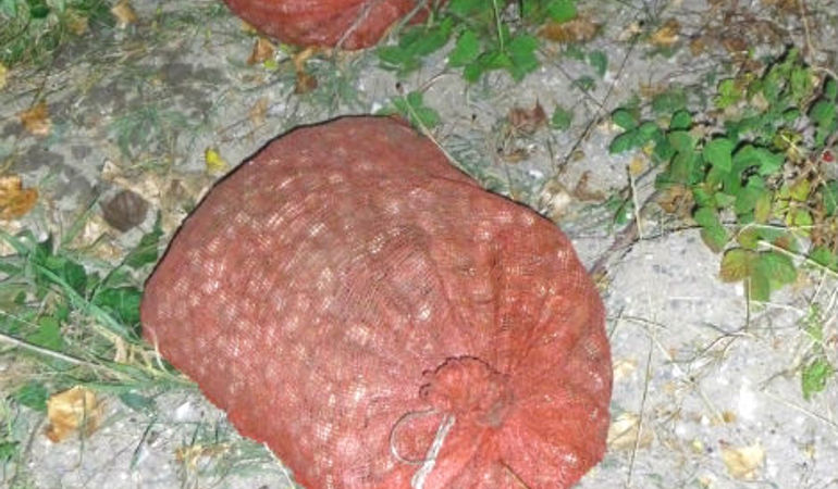 Nets with illegally catch cockles. Nets with illegally catch cockles.