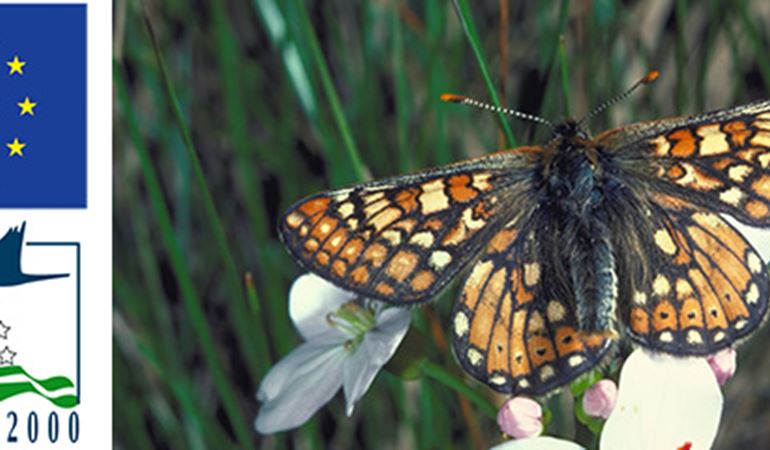 Natura 2000 image of a marsh fritillary butterfly
