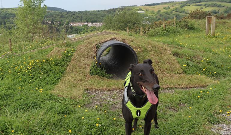 A black dog standing in front of a tunnel as part of the activity trail