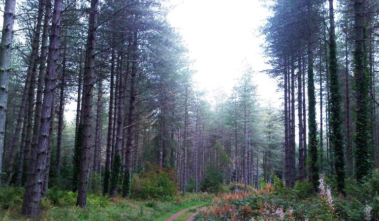 Trail through Newborough Forest Trail through Newborough Forest