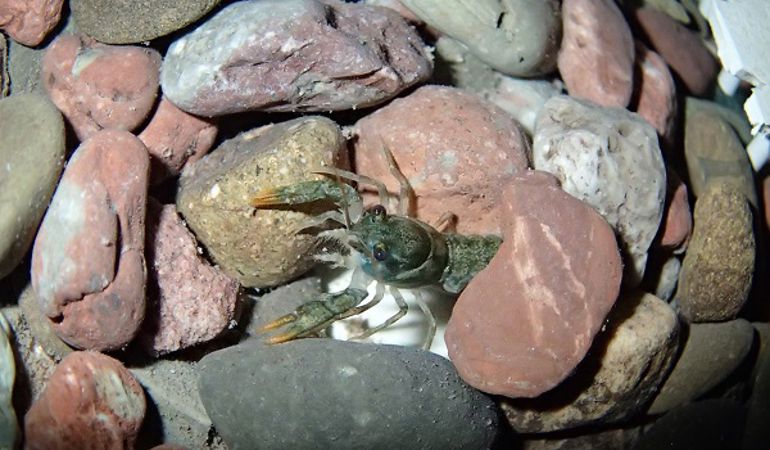 Crayfish under some stones Crayfish under some stones