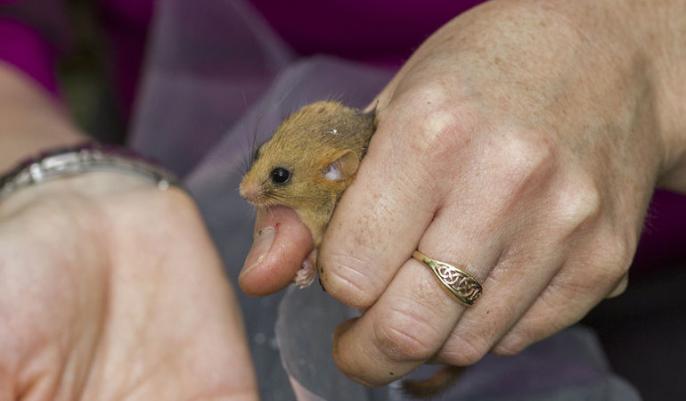 Woman holding a dormouse Woman holding a dormouse