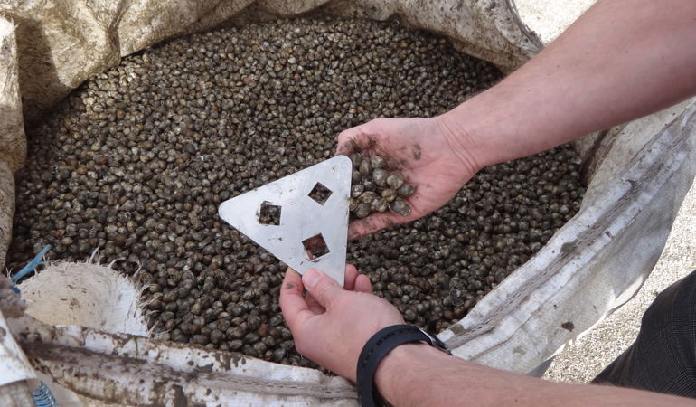 Container with illegally caught cockles from the Burry Inlet Container with illegally caught cockles from the Burry Inlet