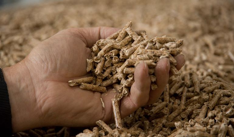 Hand holding wood chippings
