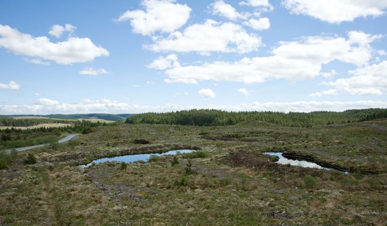 View of a bog covering peat soil