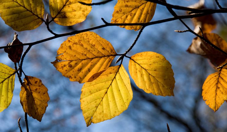 Yellow tree leaves Yellow tree leaves