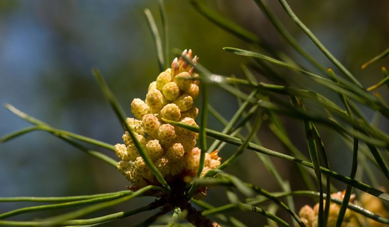 Pinus sylvestris flower