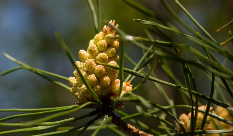 Pinus sylvestris flower Pinus sylvestris flower