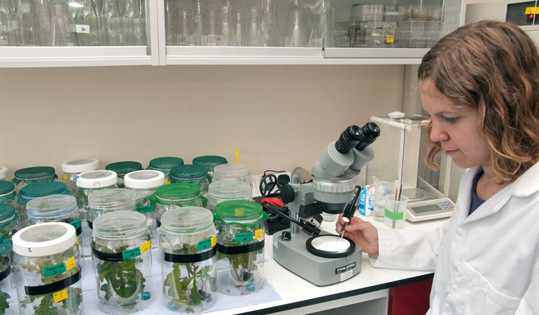 NRW scientist analysing plants