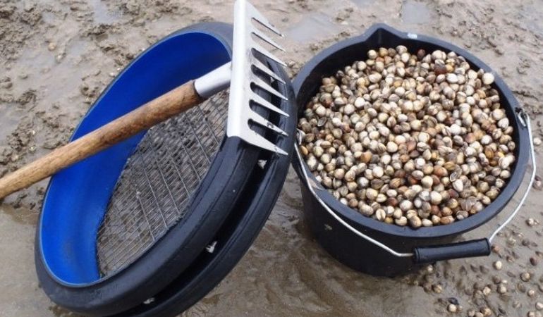 Cockling equipment next to a bucket filled with cockles Cockling equipment next to a bucket filled with cockles