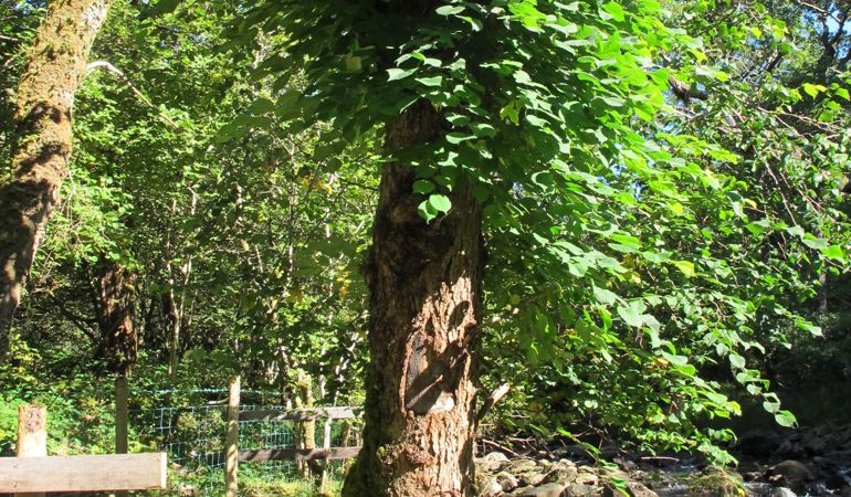 wych elm tree that is a host to a colony of the lichen wych elm tree that is a host to a colony of the lichen