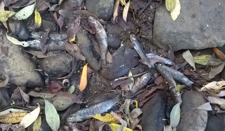 Dead fish that have been washed up onto the shore Dead fish that have been washed up onto the shore