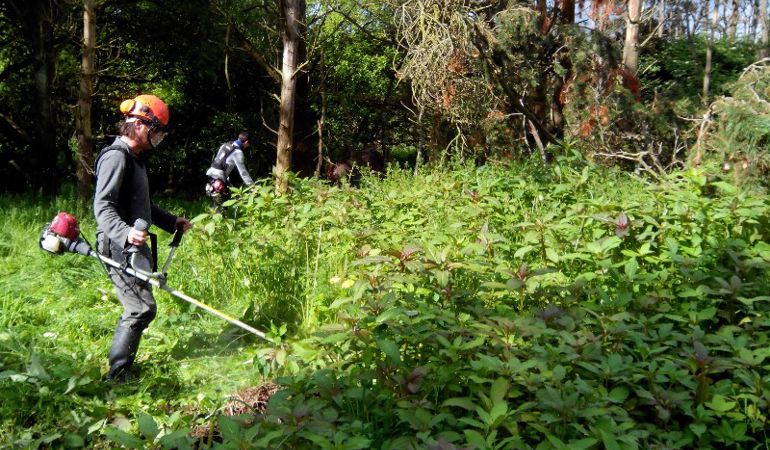Man cutting Himalayan balsam Man cutting Himalayan balsam