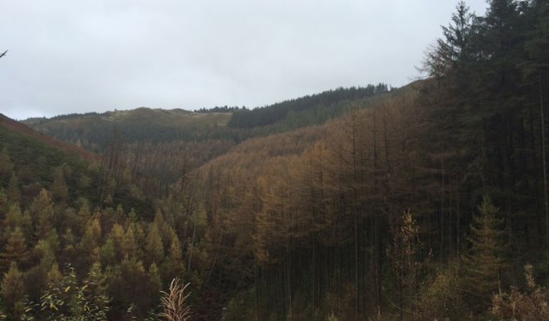 Golygfa o goedwig Nant yr Arian Golygfa o goedwig Nant yr Arian
