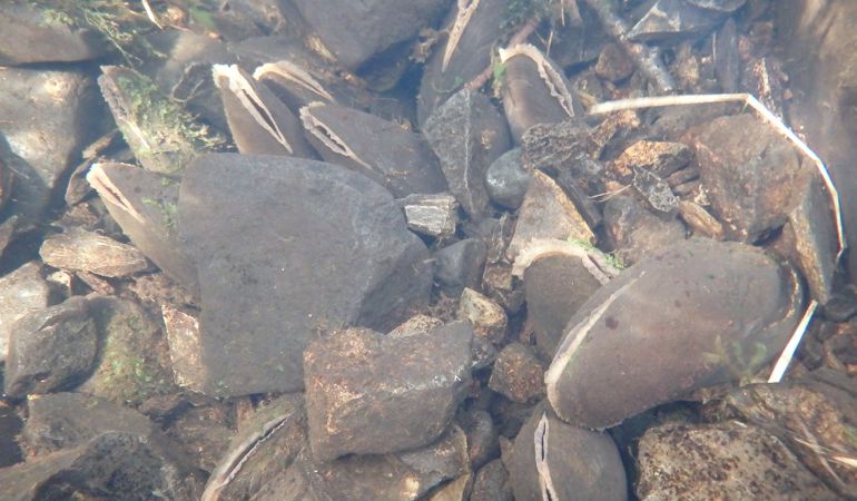 Freshwater Pearl Mussel Freshwater Pearl Mussel