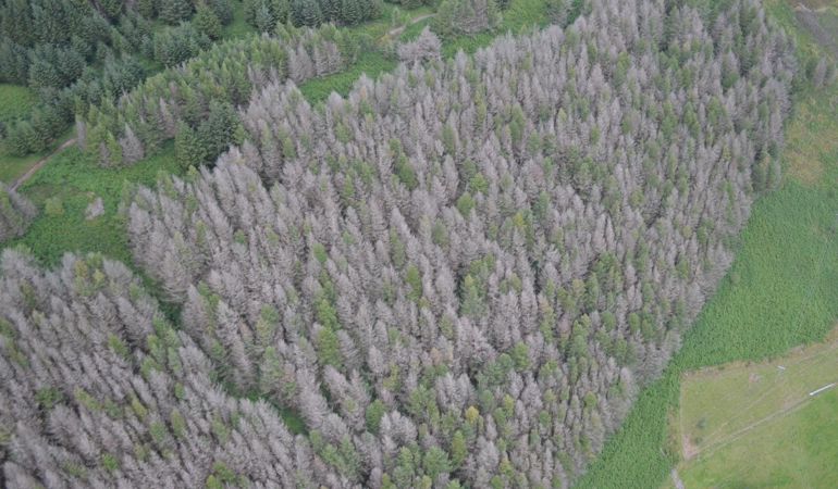 Aerial view of trees affected by Phytophthora Aerial view of trees affected by Phytophthora