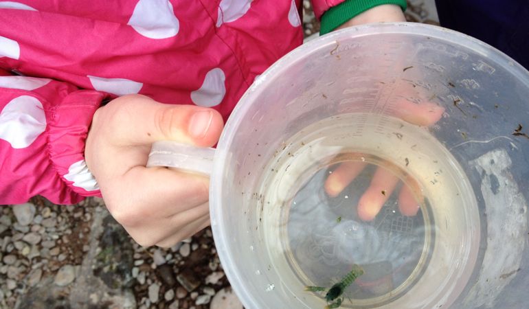 Crayfish in a jug Crayfish in a jug