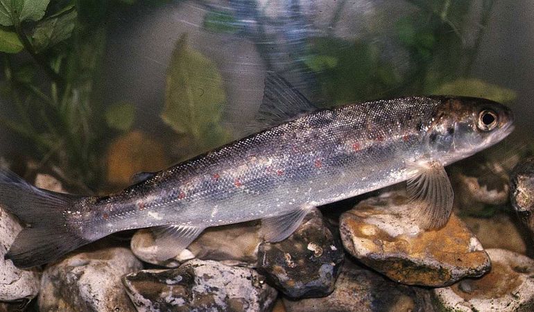 salmon smolt on some rocks salmon smolt on some rocks
