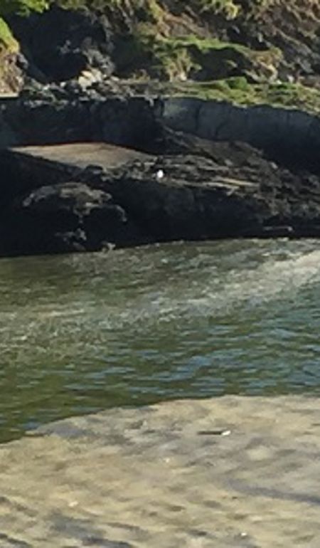River containing rocks and algae in the water River containing rocks and algae in the water